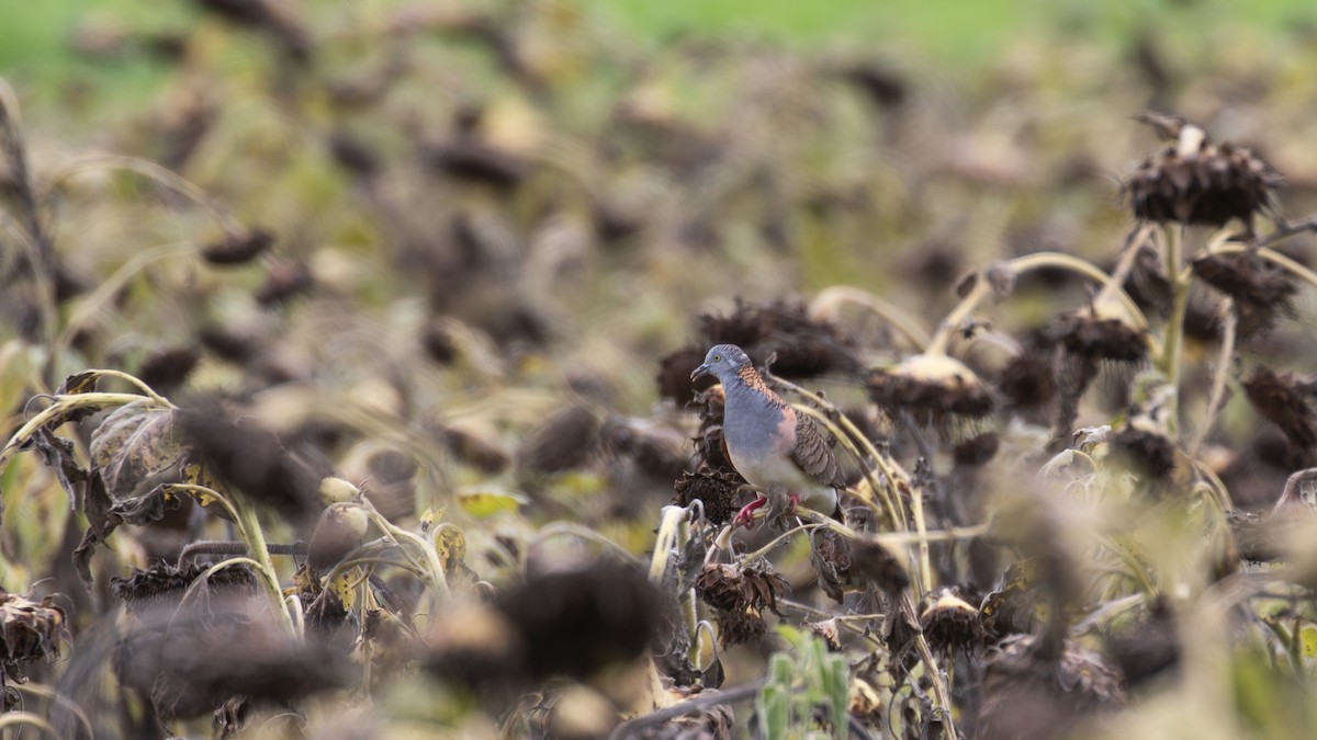 holoubek bronzovohřbetý - ML630345188