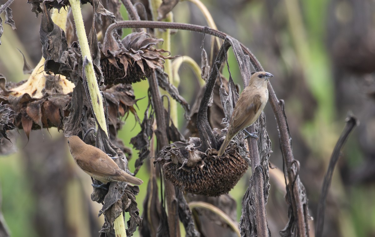 Chestnut-breasted Munia - ML630345191