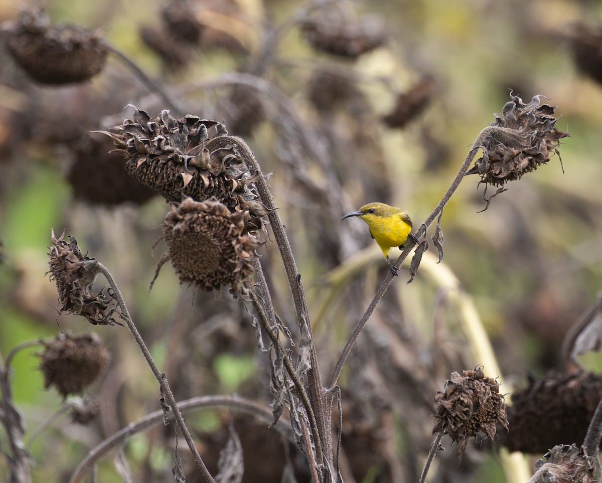 strdimil sahulský - ML630345194