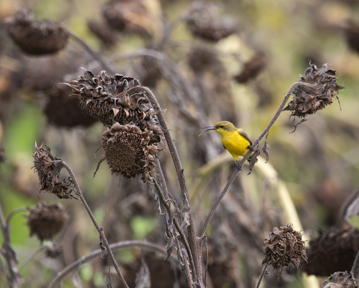 strdimil sahulský - ML630345195