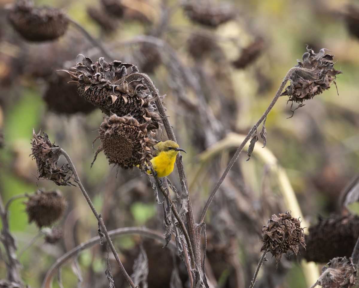 strdimil sahulský - ML630345196