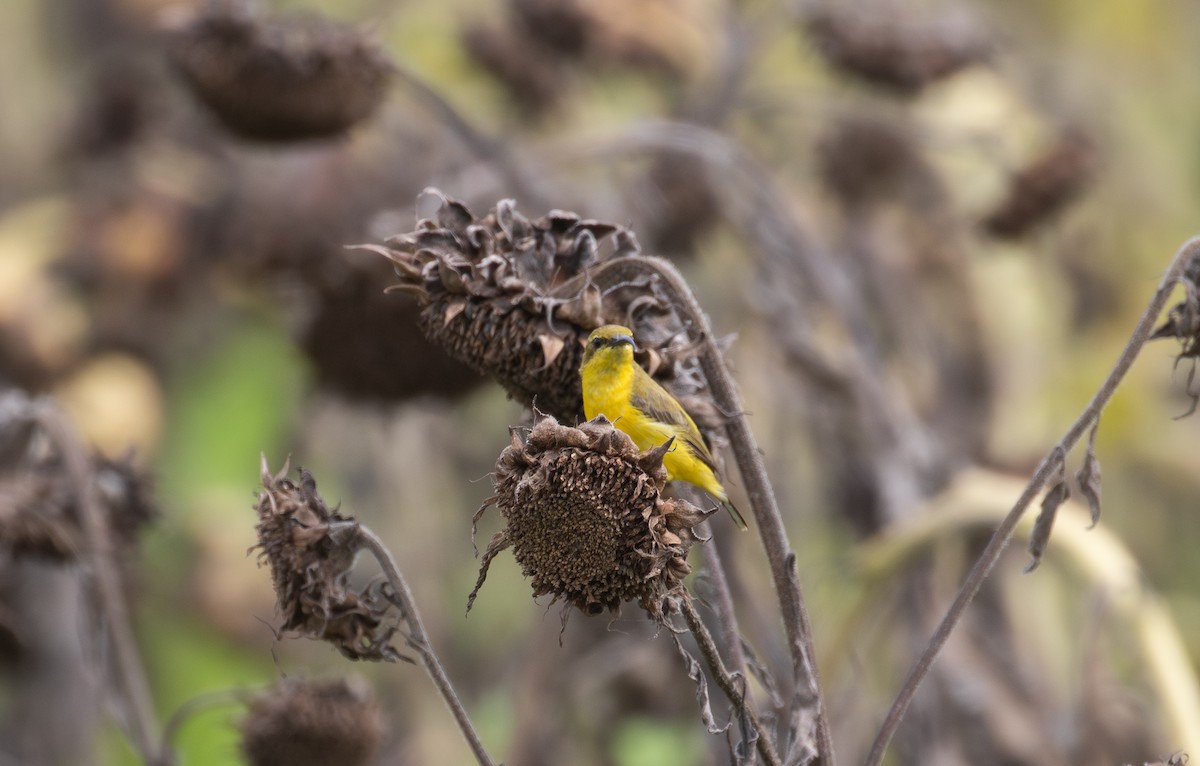 strdimil sahulský - ML630345200