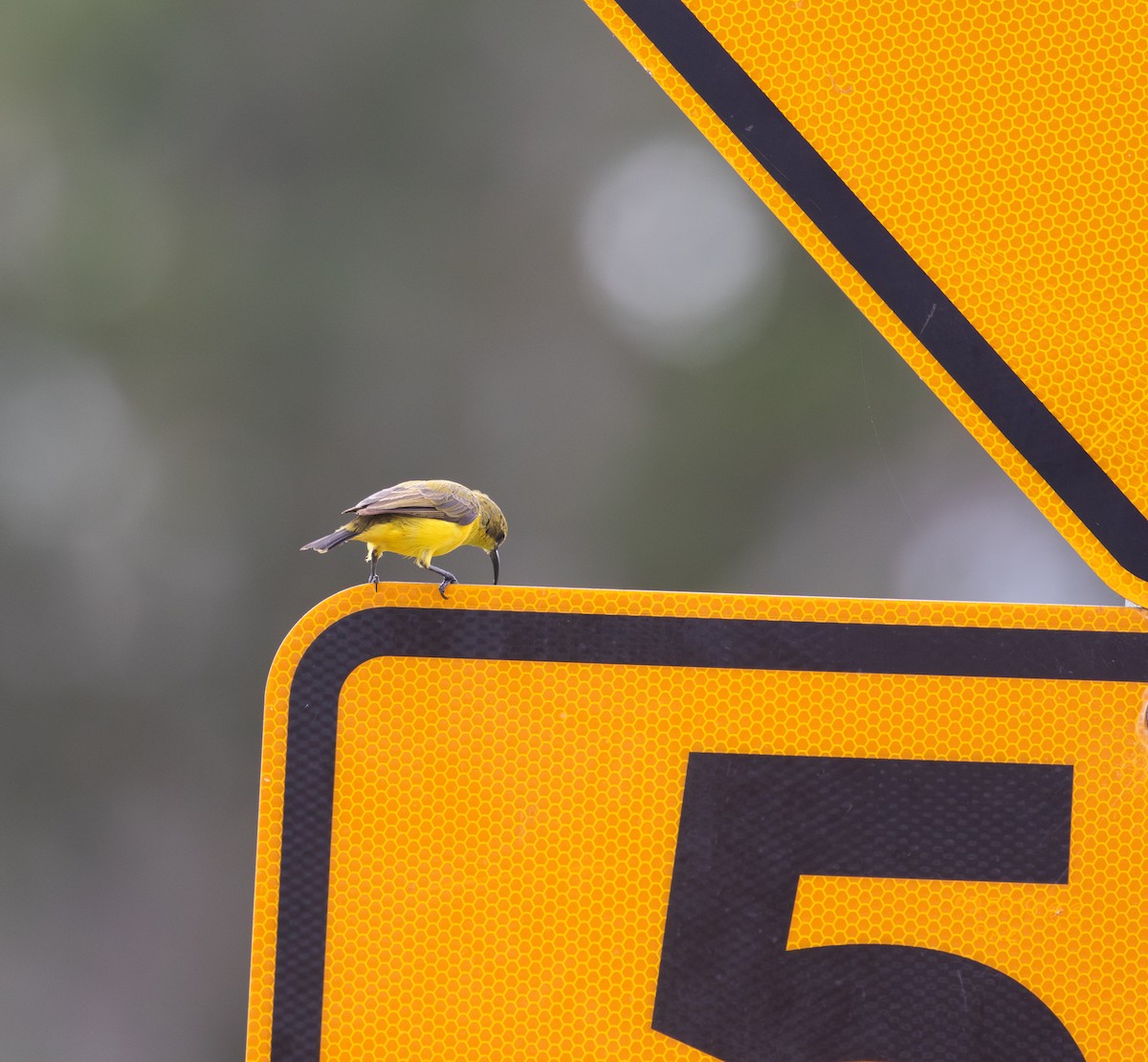 strdimil sahulský - ML630345203