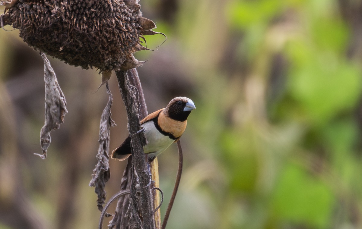 Chestnut-breasted Munia - ML630345208