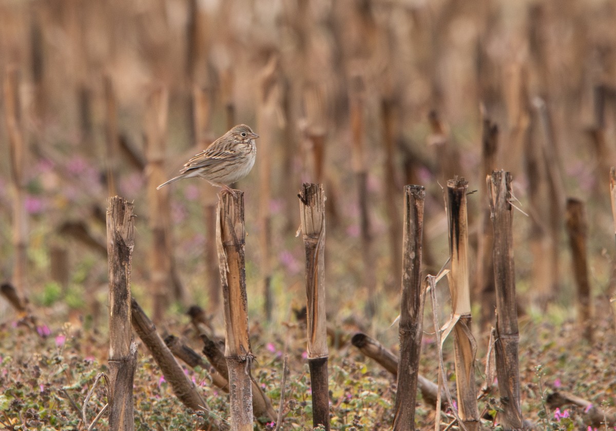 Vesper Sparrow - ML630345213