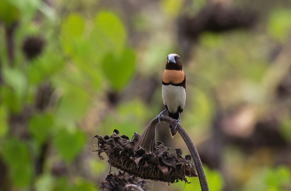 Chestnut-breasted Munia - ML630345216