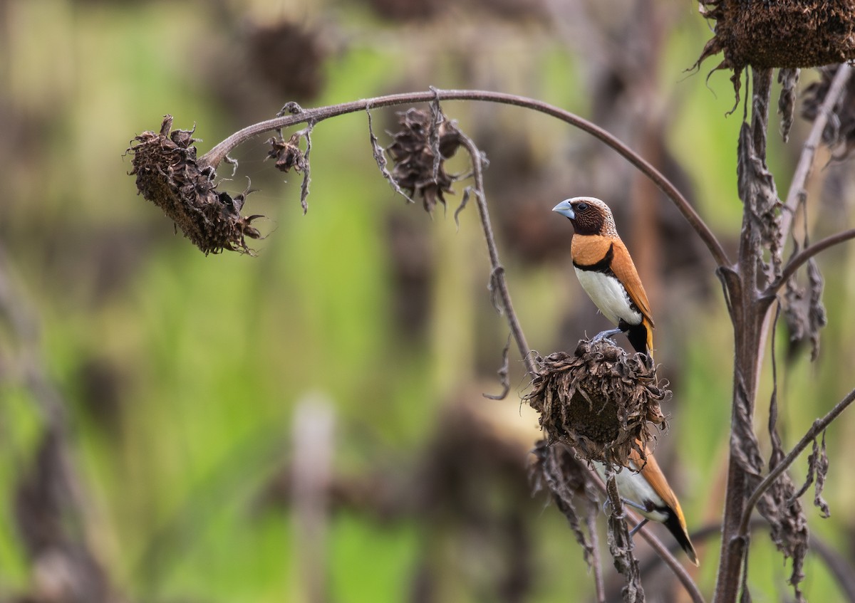 Chestnut-breasted Munia - ML630345219