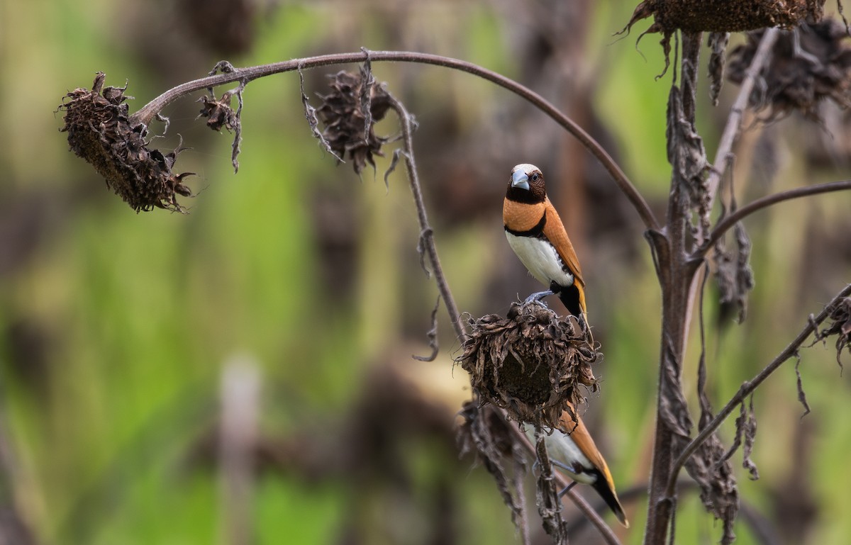 Chestnut-breasted Munia - ML630345220