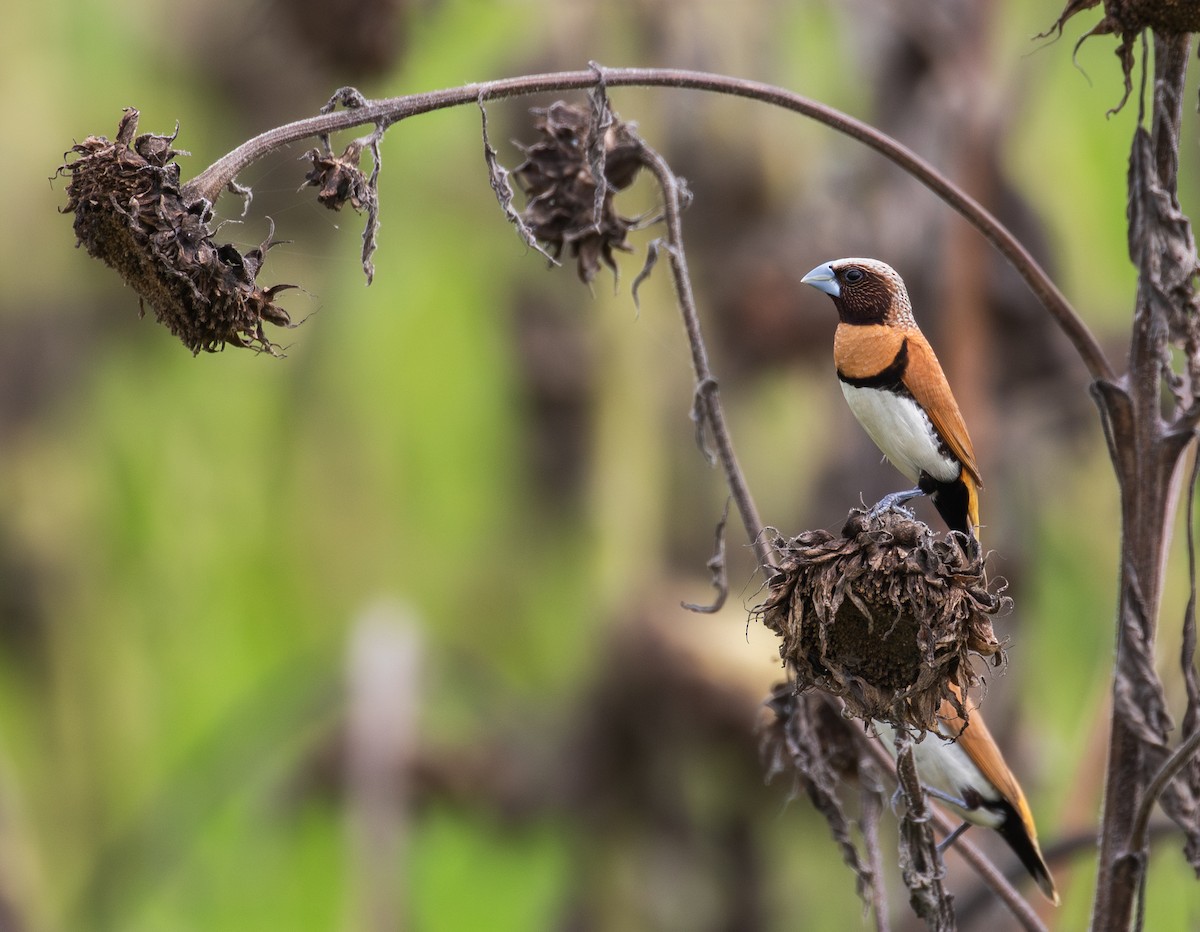 Chestnut-breasted Munia - ML630345221