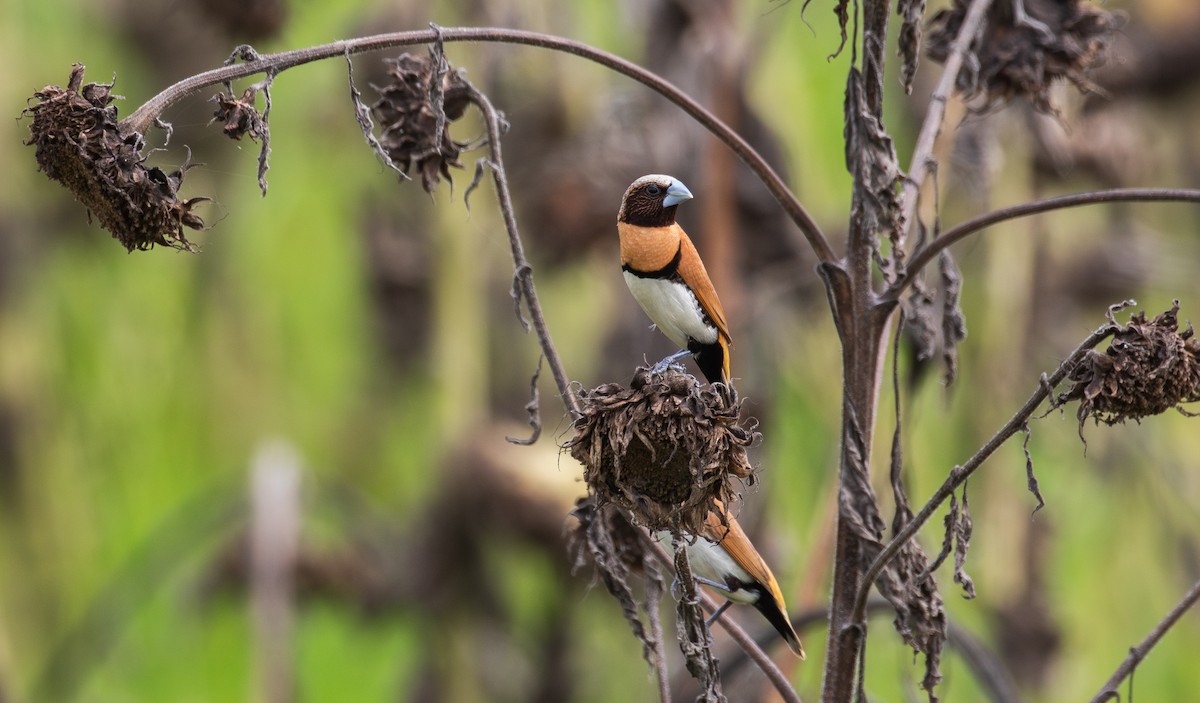 Chestnut-breasted Munia - ML630345222
