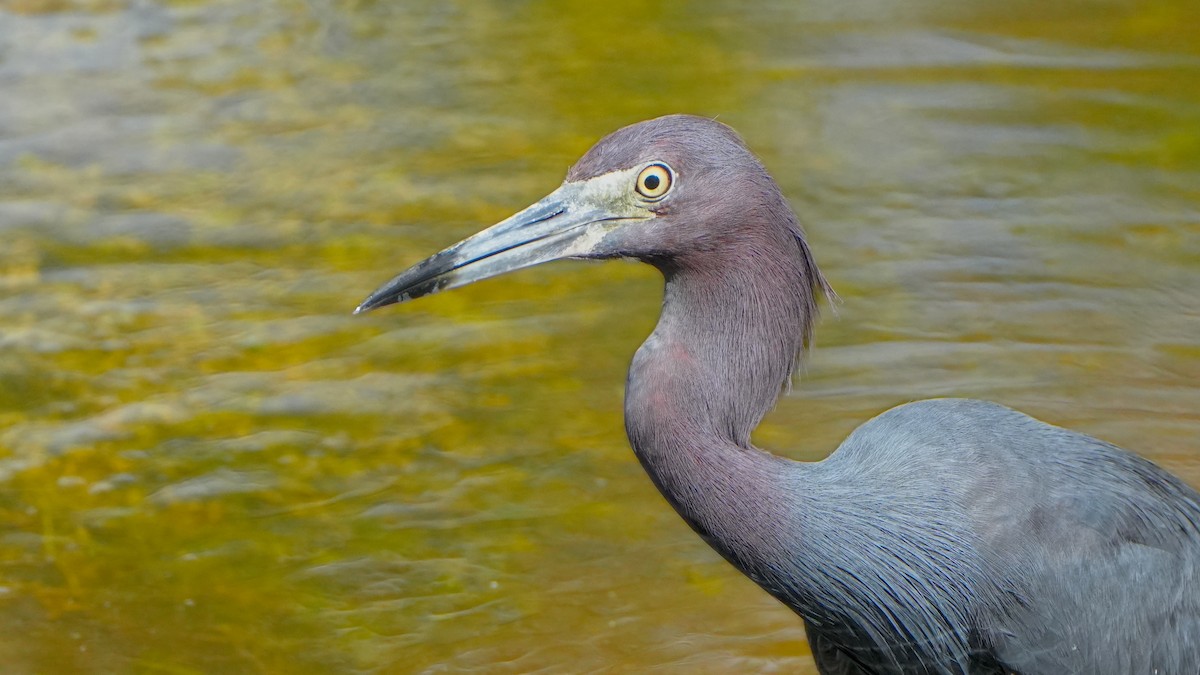 Little Blue Heron - ML630345229