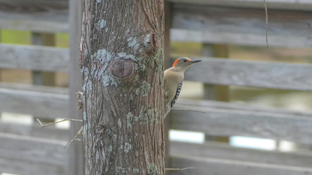 Red-bellied Woodpecker - ML630345239
