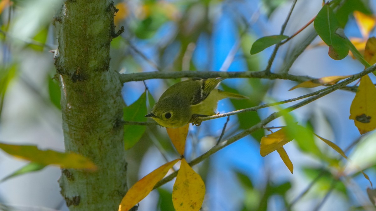 Ruby-crowned Kinglet - ML630345258