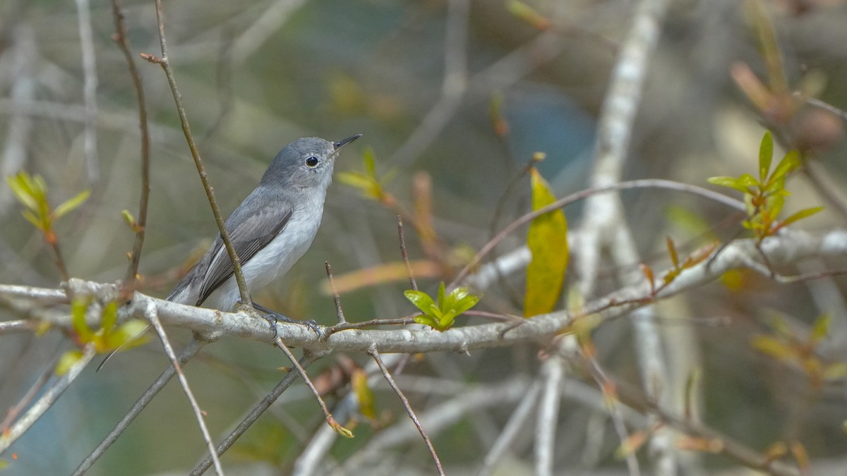 Blue-gray Gnatcatcher - ML630345266