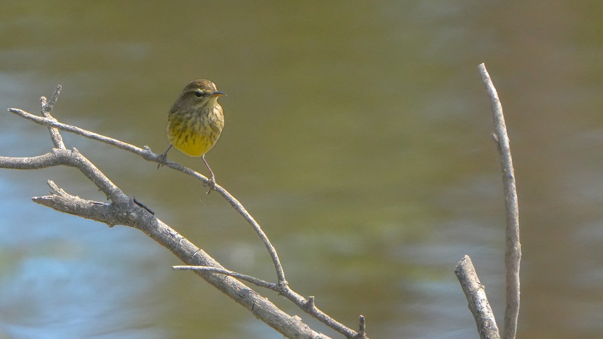 Palm Warbler - ML630345281