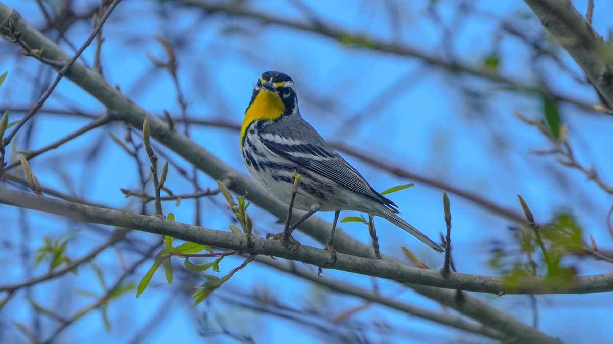 Yellow-throated Warbler - ML630345290
