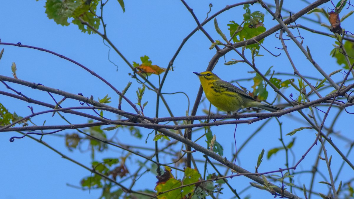 Prairie Warbler - ML630345307