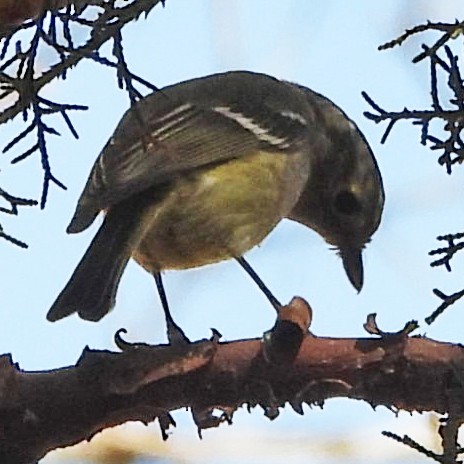 Hutton's Vireo - ML630345320