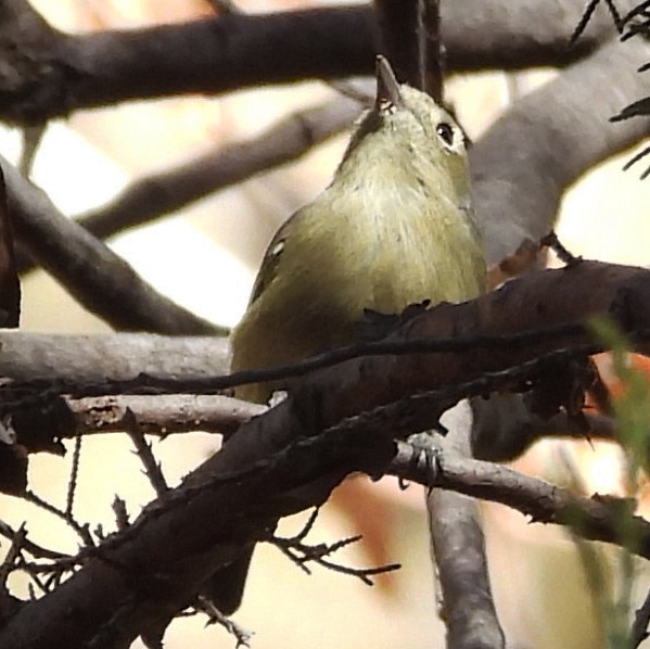 Hutton's Vireo - ML630345326