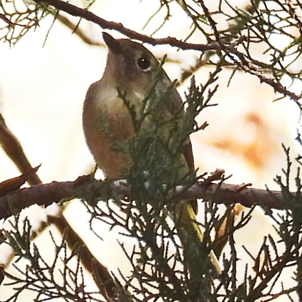 Hutton's Vireo - ML630345333