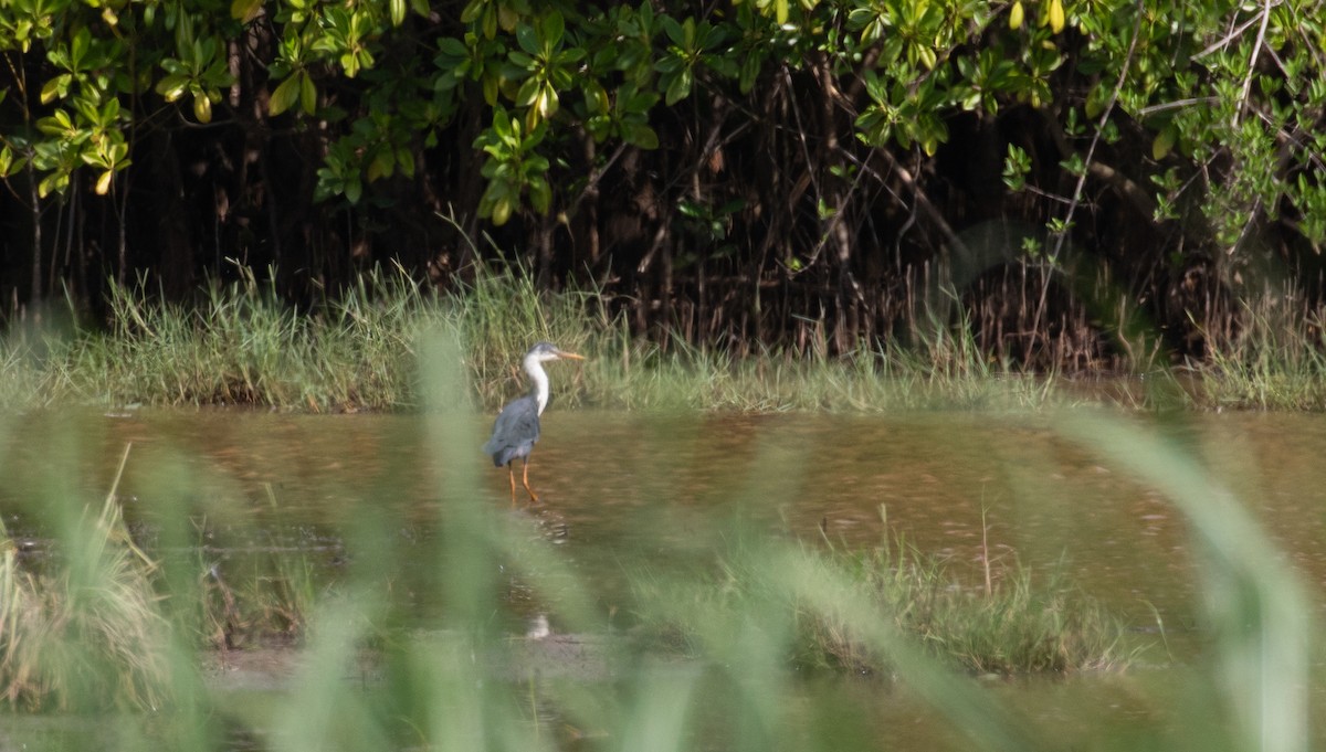 volavka černobílá - ML630345344