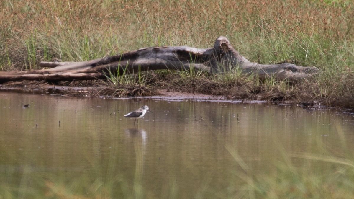 vodouš štíhlý - ML630345353