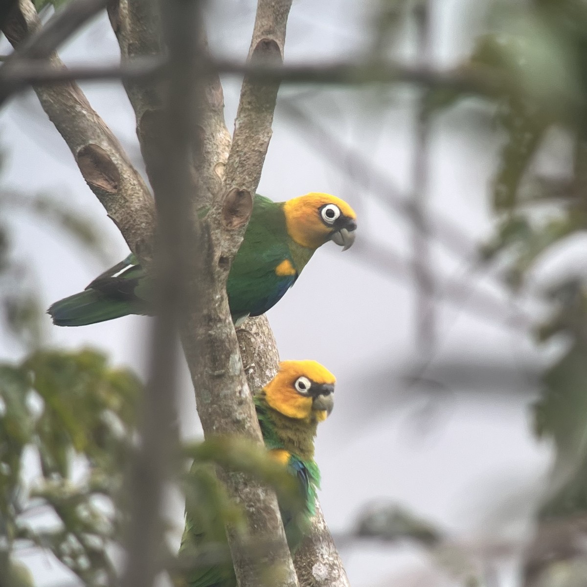 Saffron-headed Parrot - ML630345377