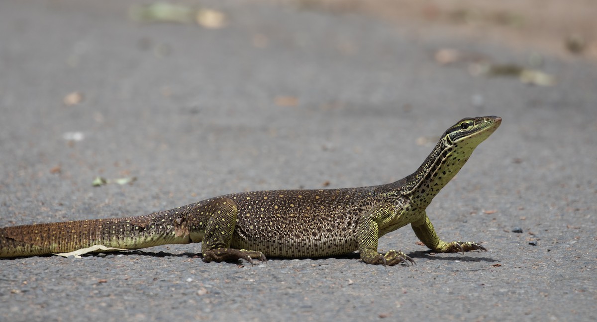 Yellow-spotted Monitor - ML630345402