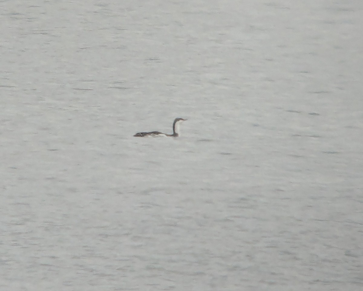 Red-throated Loon - ML630345407