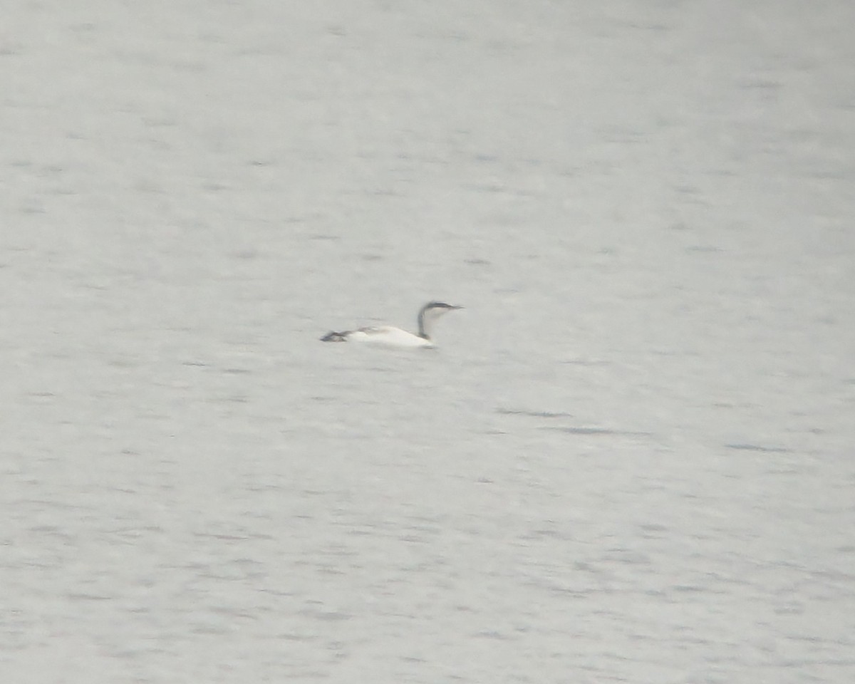 Red-throated Loon - ML630345408