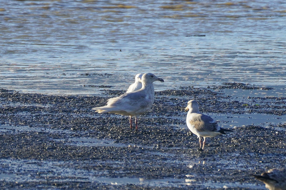 Glaucous x Glaucous-winged Gull (hybrid) - ML630345415