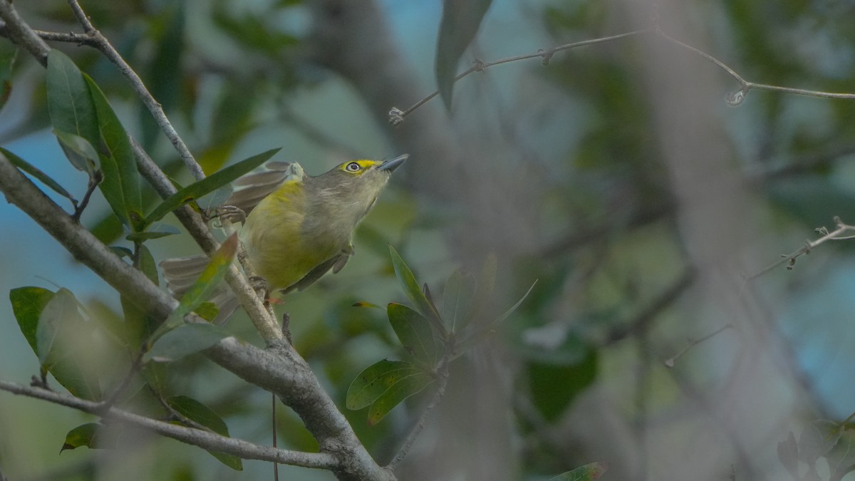 White-eyed Vireo - ML630345489