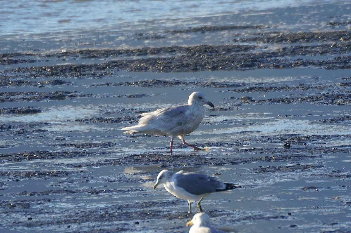 Glaucous x Glaucous-winged Gull (hybrid) - ML630345498