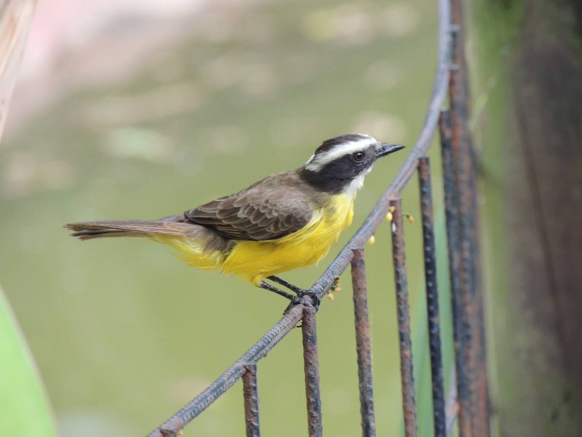Rusty-margined Flycatcher - ML630345794