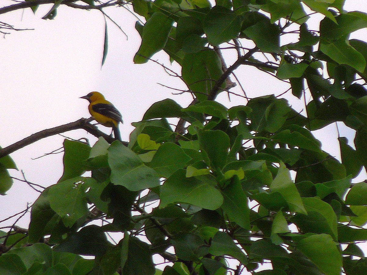 Yellow Oriole - ML630345924