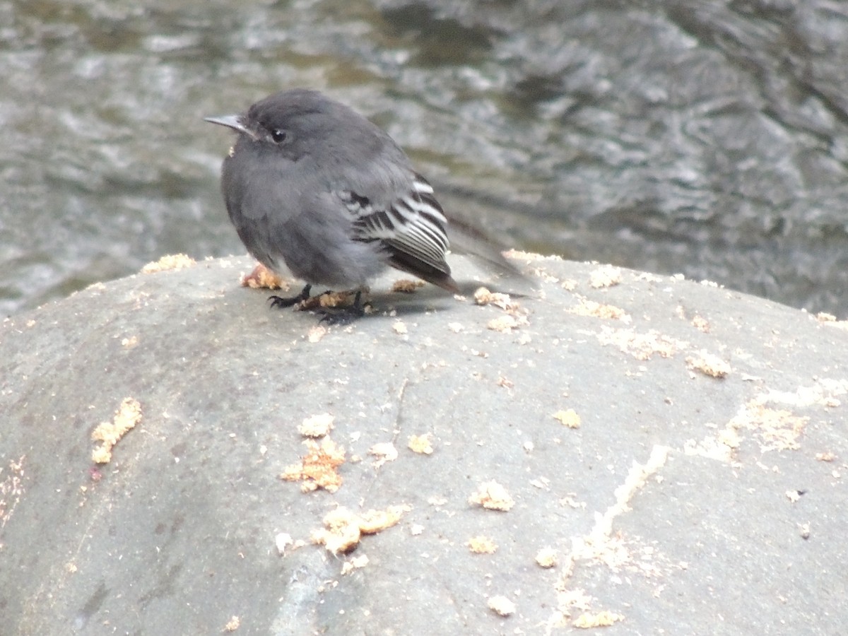 Black Phoebe - ML630346026