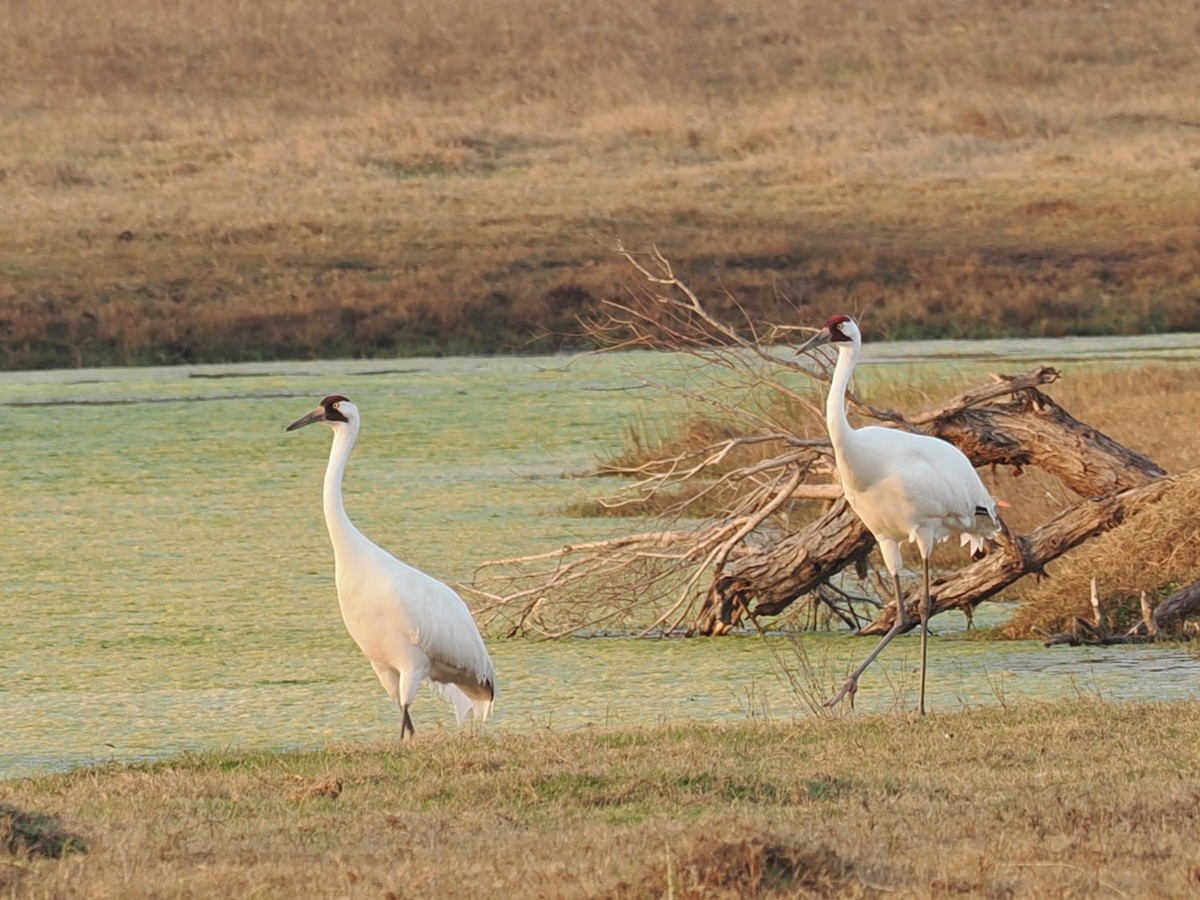 Whooping Crane - ML630346055