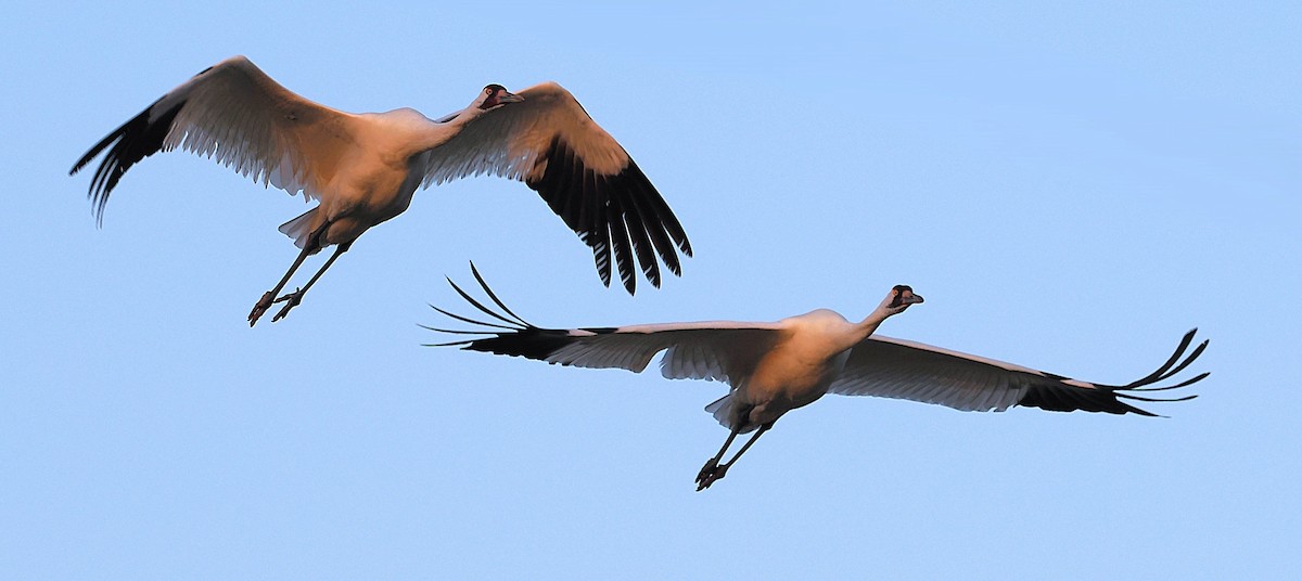 Whooping Crane - ML630346056