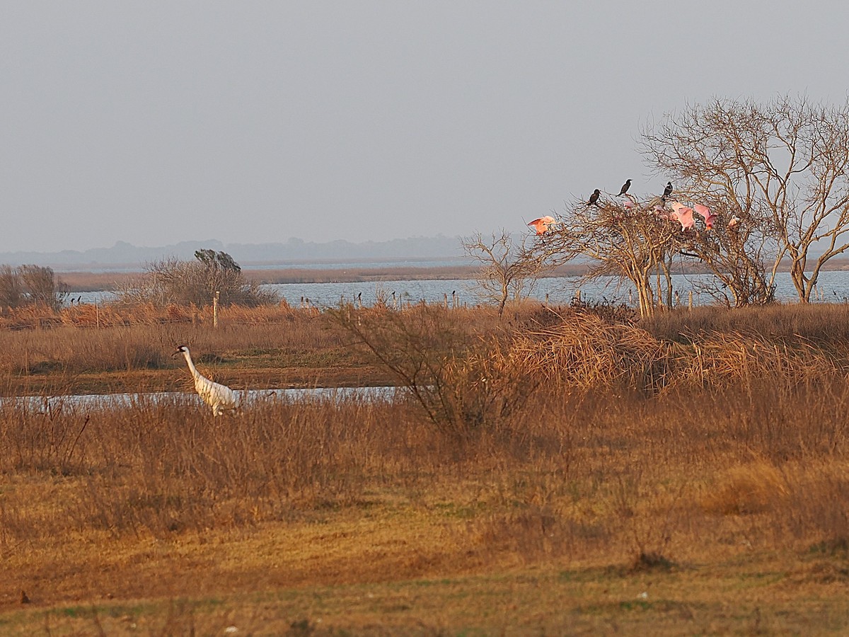 Roseate Spoonbill - ML630346061