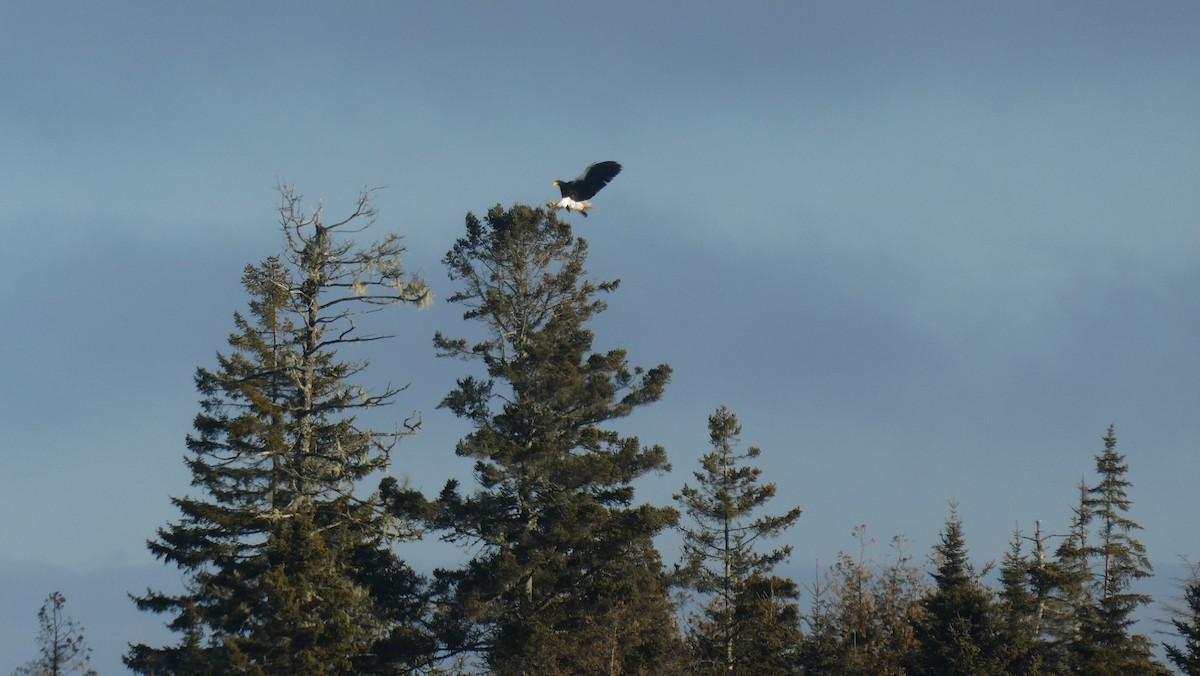 Steller's Sea-Eagle - ML630346174