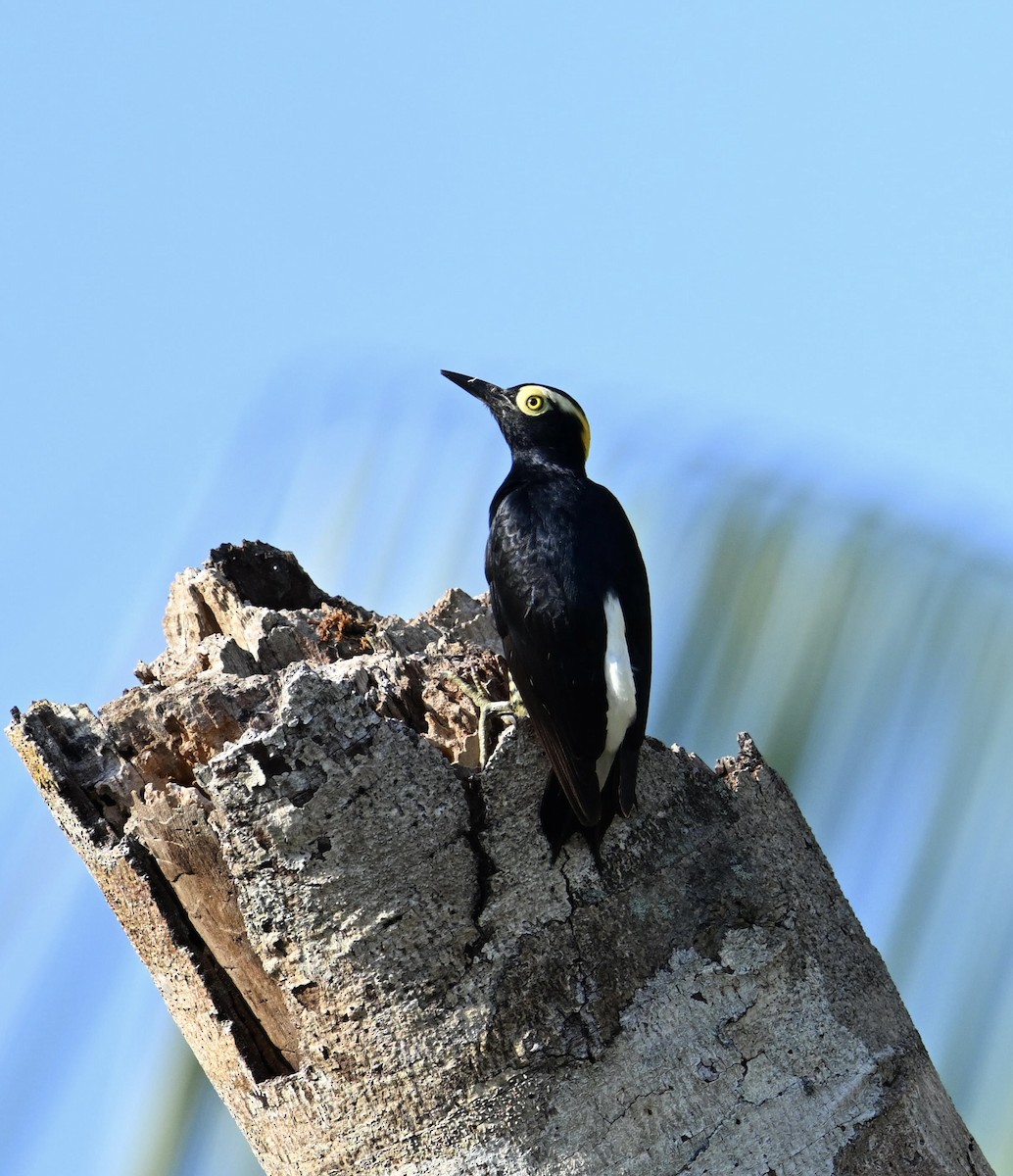 Yellow-tufted Woodpecker - ML630346175