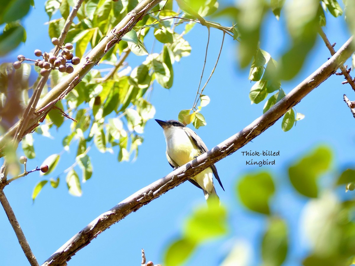 Thick-billed Kingbird - ML630346254