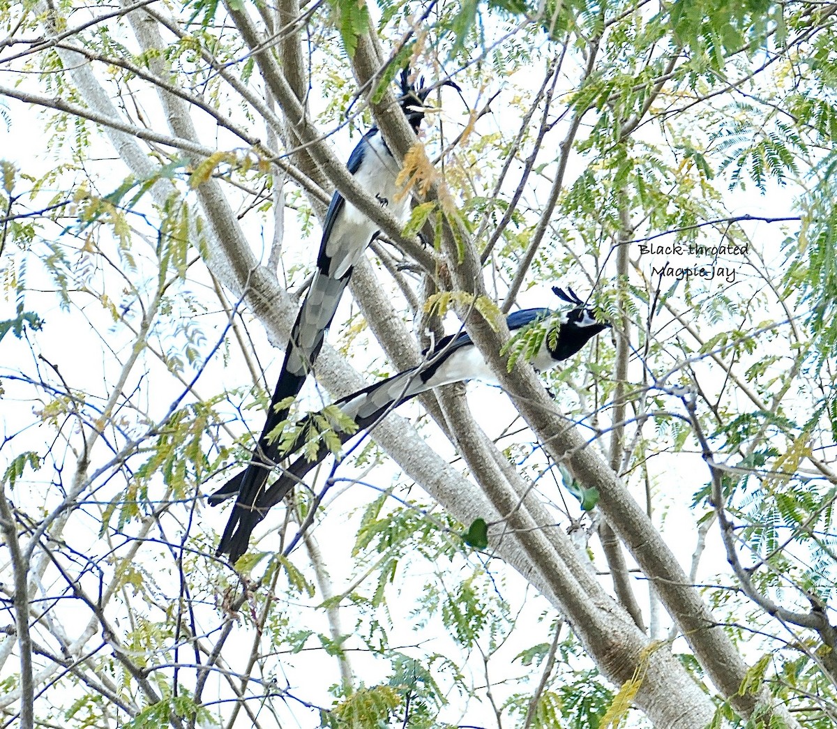 Black-throated Magpie-Jay - ML630346281