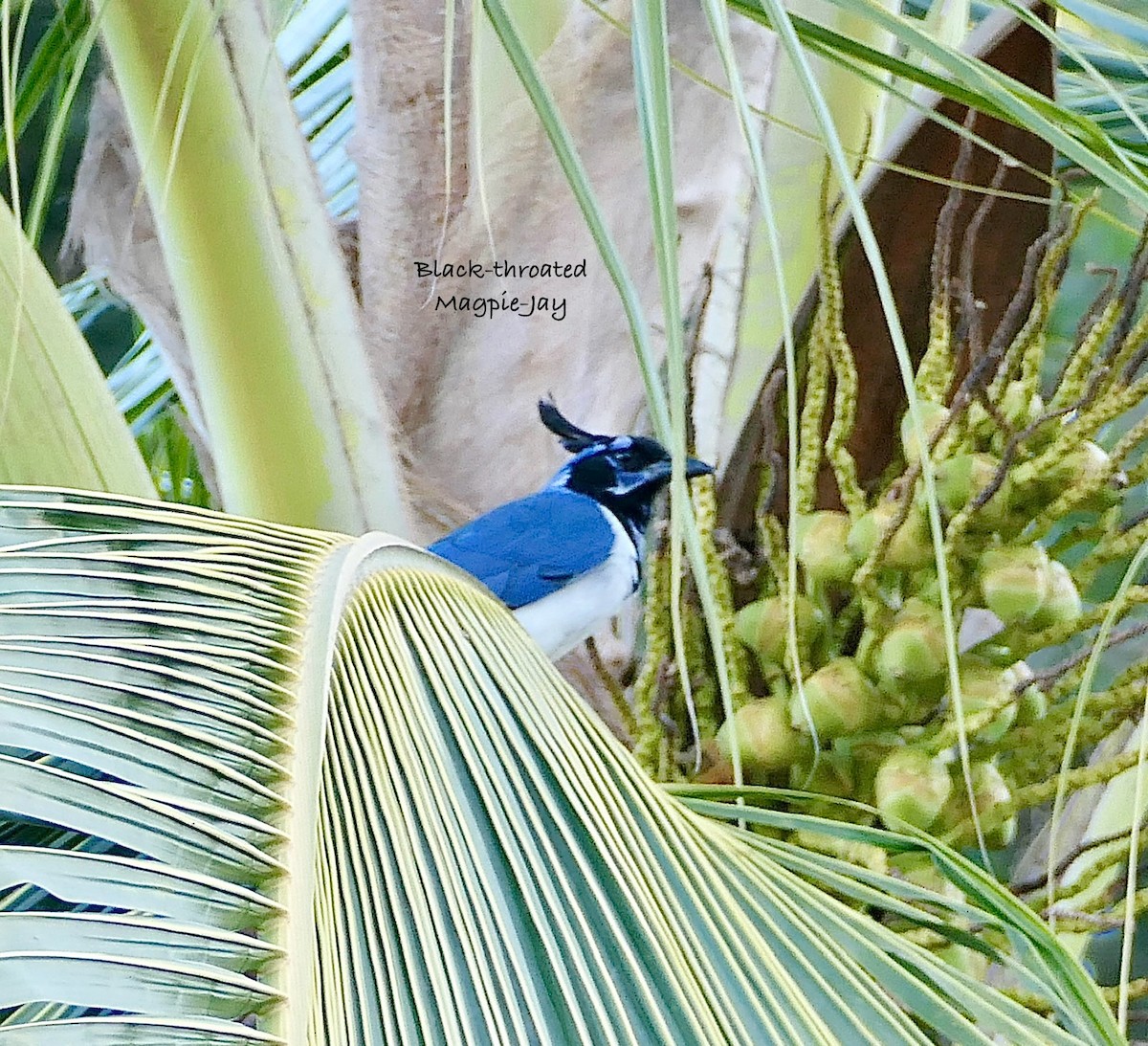 Black-throated Magpie-Jay - ML630346282