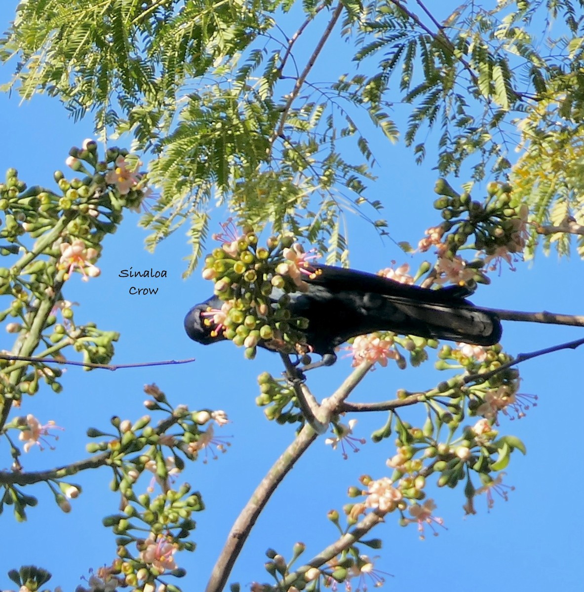 Sinaloa Crow - ML630346288