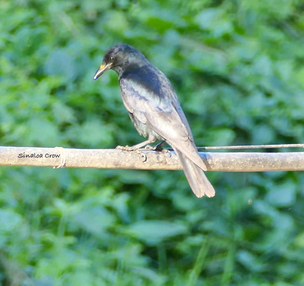 Sinaloa Crow - ML630346289