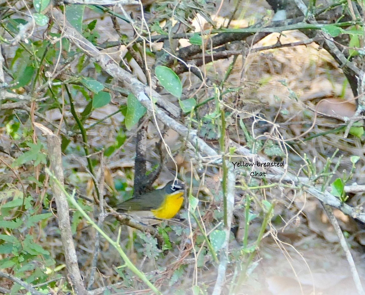 Yellow-breasted Chat - ML630346301