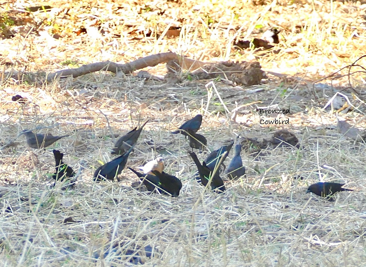 Bronzed Cowbird - ML630346305
