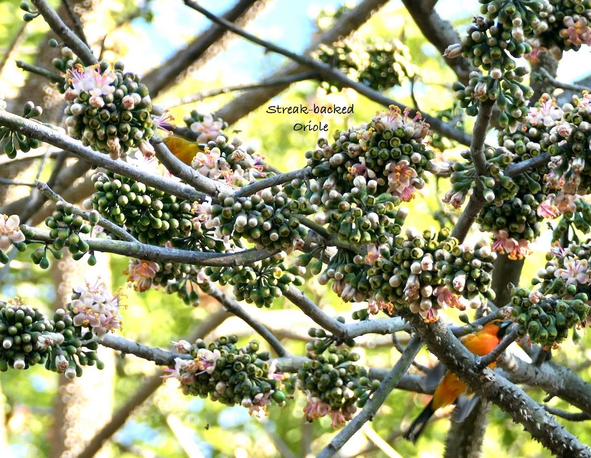Streak-backed Oriole - ML630346375