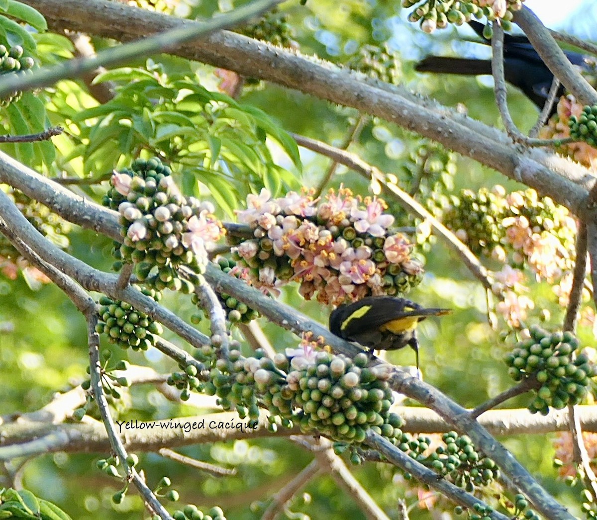 Yellow-winged Cacique - ML630346407